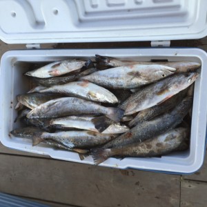 Nice Box Of Speckle Trout
