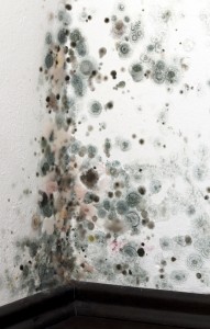 Preventive sewer drain cleaning can prevent a mold explosion!