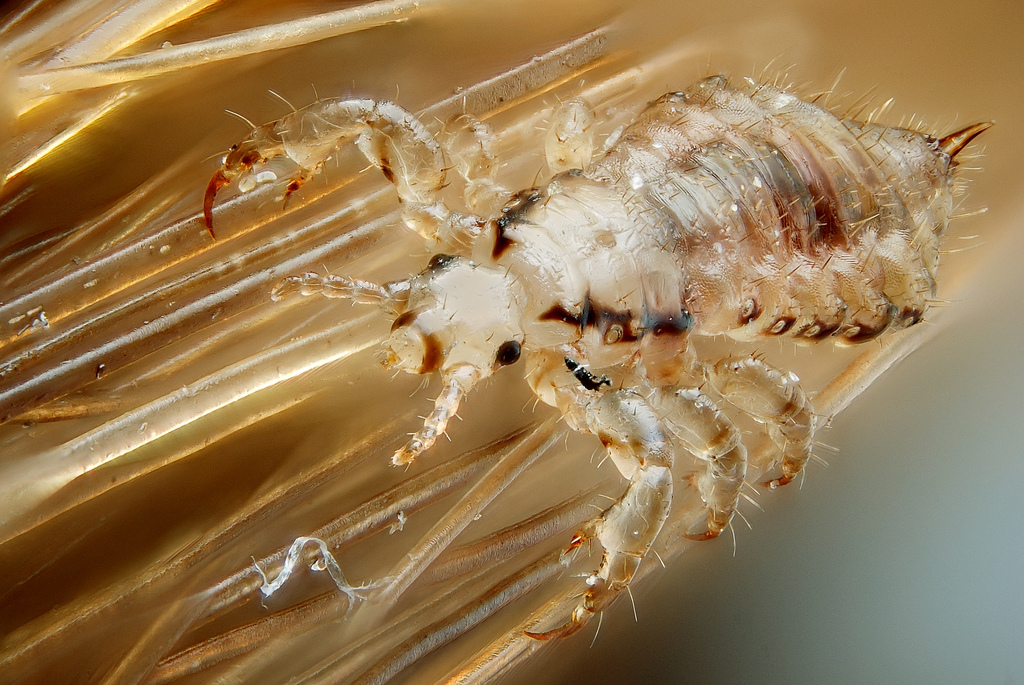 Lice are highly evolved and very evasive creatures. Without a proper treatment method they are very difficult to eliminate.