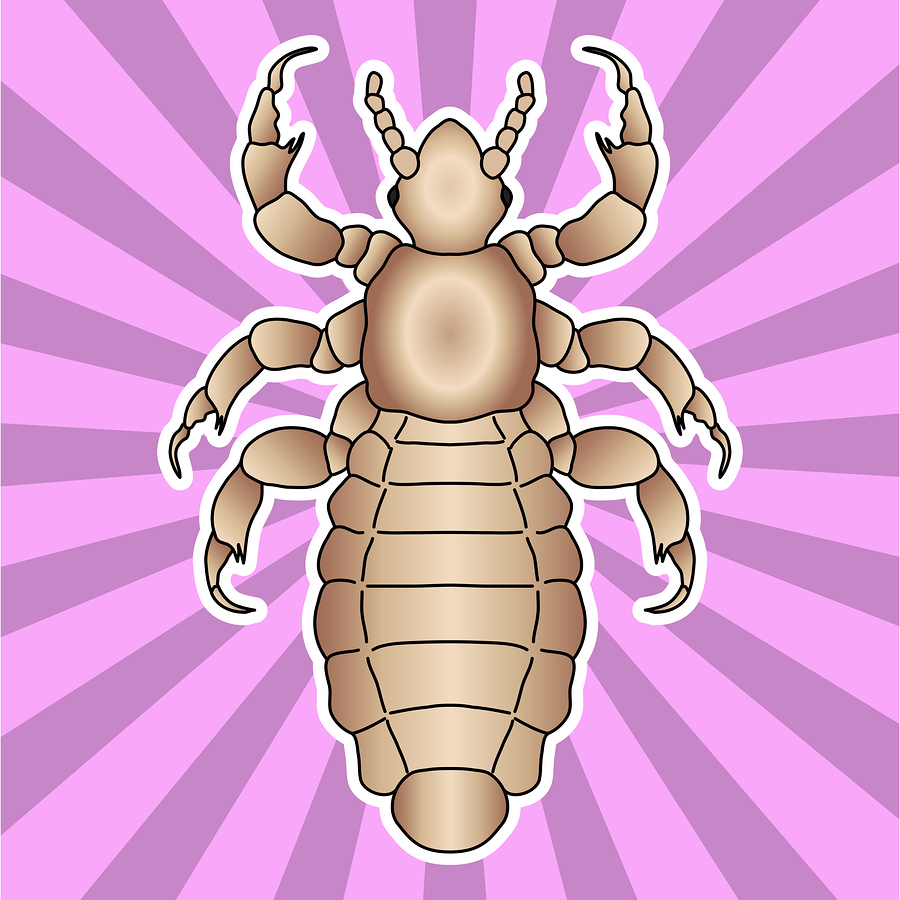 Insect anatomy. Sticker  head human louse. Pediculus humanus capitis. Sketch of louse. louse Design for coloring book. hand-drawn louse. Vector illustration