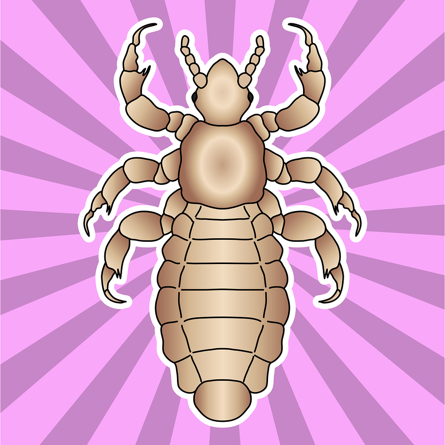 Dispelling Myths Head Lice Vs Other Pests