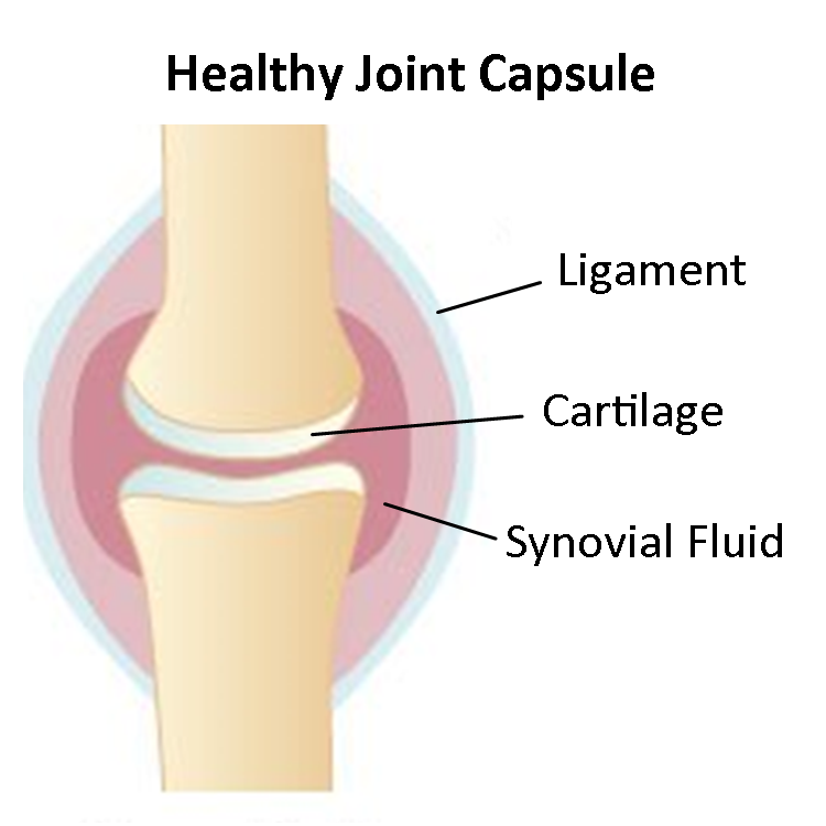 Which Are Found In A Joint Capsule