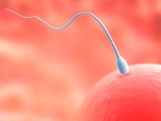 Sperm Donors And Donor Insemination Kofinas Fertility Group