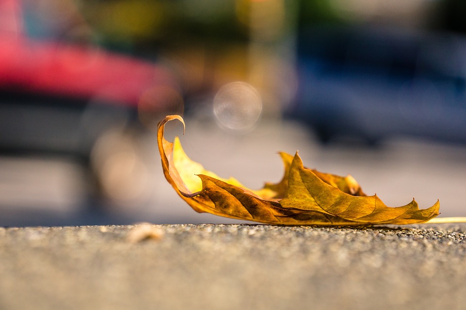 leaf-1082118_960_720