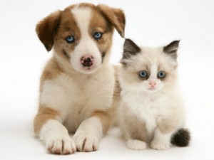 catanddog
